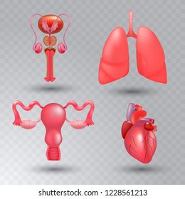 Vector internal organs realistic icon set in realistic style.