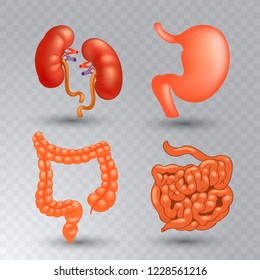 Vector internal organs realistic icon set in realistic style.