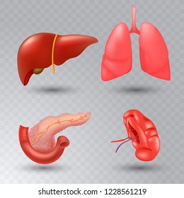 Vector internal organs realistic icon set in realistic style.
