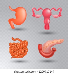 Vector internal organs realistic icon set in realistic style.