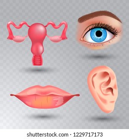 Vector internal organs realistic icon set in realistic style.