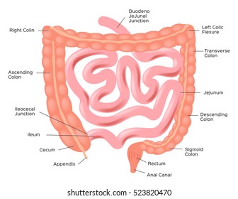 Vector Intestines Illustration . Anatomy And Organ Set 