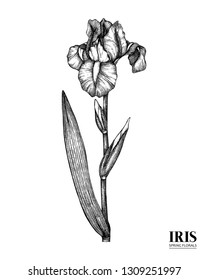 Vector Iris Drawing. Hand Drawn Floral Illustration. Spring Flower Sketch. Vintage Botanical Elements. Black And White.