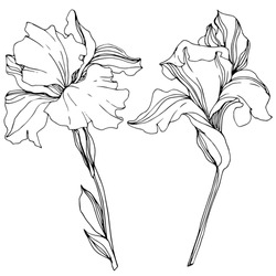 Vector Iris Floral Botanical Flower. Wild Spring Leaf Wildflower Isolated. Black And White Engraved Ink Art. Isolated Irises Illustration Element.