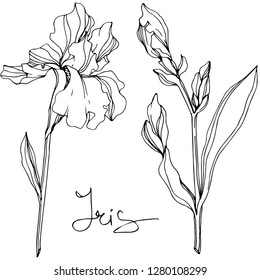 Vector Iris floral botanical flower. Wild spring leaf wildflower isolated. Black and white engraved ink art. Isolated iris illustration element.