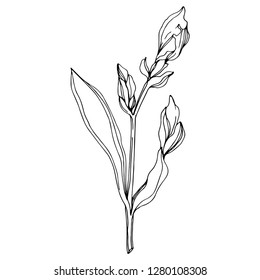 Vector Iris floral botanical flower. Wild spring leaf wildflower isolated. Black and white engraved ink art. Isolated iris illustration element.