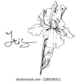 Vector Iris floral botanical flower. Wild spring leaf wildflower isolated. Black and white engraved ink art. Isolated iris illustration element.