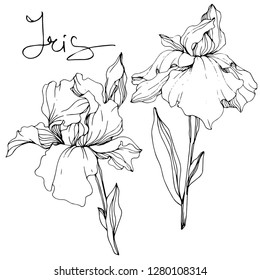 Vector Iris floral botanical flower. Wild spring leaf wildflower isolated. Black and white engraved ink art. Isolated iris illustration element.