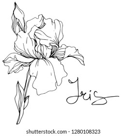 Vector Iris floral botanical flower. Wild spring leaf wildflower isolated. Black and white engraved ink art. Isolated iris illustration element.