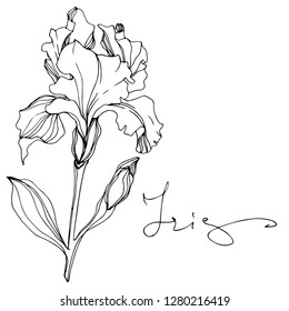 Vector Iris floral botanical flower. Wild spring leaf wildflower isolated. Black and white engraved ink art. Isolated iris illustration element.