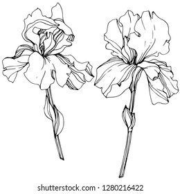 Vector Iris floral botanical flower. Wild spring leaf wildflower isolated. Black and white engraved ink art. Isolated iris illustration element.