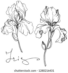 Vector Iris floral botanical flower. Wild spring leaf wildflower isolated. Black and white engraved ink art. Isolated iris illustration element.