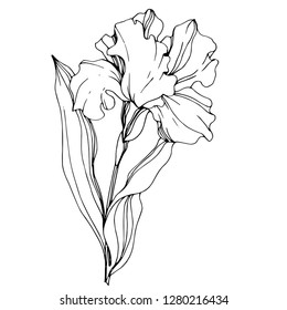 Vector Iris floral botanical flower. Wild spring leaf wildflower isolated. Black and white engraved ink art. Isolated iris illustration element.