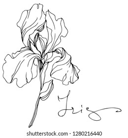 Vector Iris floral botanical flower. Wild spring leaf wildflower isolated. Black and white engraved ink art. Isolated iris illustration element.