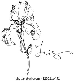 Vector Iris floral botanical flower. Wild spring leaf wildflower isolated. Black and white engraved ink art. Isolated iris illustration element.