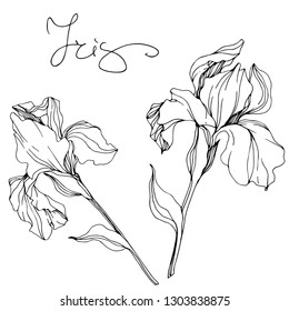 Vector Iris floral botanical flower. Wild spring leaf wildflower isolated. Black and white engraved ink art. Isolated irises illustration element.