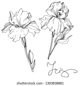 Vector Iris floral botanical flower. Wild spring leaf wildflower isolated. Black and white engraved ink art. Isolated irises illustration element.