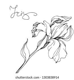 Vector Iris floral botanical flower. Wild spring leaf wildflower isolated. Black and white engraved ink art. Isolated irises illustration element.