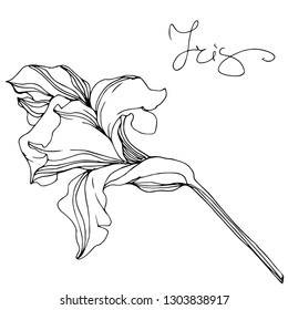 Vector Iris floral botanical flower. Wild spring leaf wildflower isolated. Black and white engraved ink art. Isolated irises illustration element.