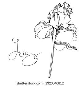 Vector Iris floral botanical flower. Wild spring leaf wildflower isolated. Black and white engraved ink art. Isolated iris illustration element.