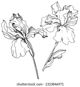 Vector Iris floral botanical flower. Wild spring leaf wildflower isolated. Black and white engraved ink art. Isolated iris illustration element.