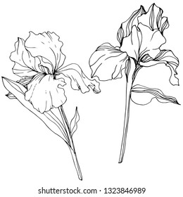 Vector Iris floral botanical flower. Wild spring leaf wildflower isolated. Black and white engraved ink art. Isolated iris illustration element.