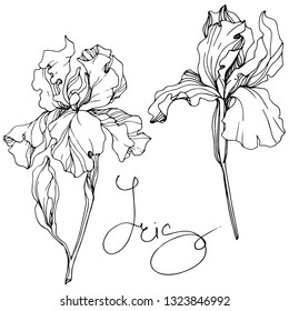 Vector Iris floral botanical flower. Wild spring leaf wildflower isolated. Black and white engraved ink art. Isolated iris illustration element.