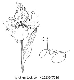 Vector Iris floral botanical flower. Wild spring leaf wildflower isolated. Black and white engraved ink art. Isolated iris illustration element.