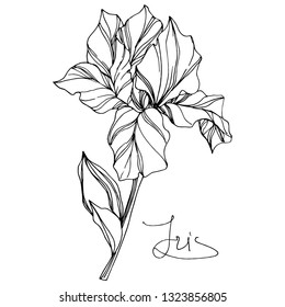 Vector Iris floral botanical flower. Wild spring leaf wildflower isolated. Black and white engraved ink art. Isolated iris illustration element on white background.