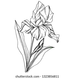 Vector Iris floral botanical flower. Wild spring leaf wildflower isolated. Black and white engraved ink art. Isolated iris illustration element on white background.