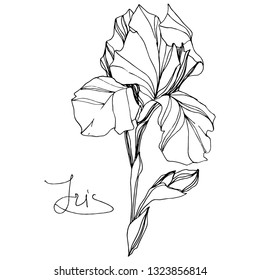 Vector Iris floral botanical flower. Wild spring leaf wildflower isolated. Black and white engraved ink art. Isolated iris illustration element on white background.