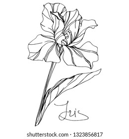 Vector Iris floral botanical flower. Wild spring leaf wildflower isolated. Black and white engraved ink art. Isolated iris illustration element on white background.