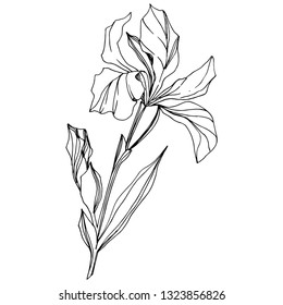 Vector Iris floral botanical flower. Wild spring leaf wildflower isolated. Black and white engraved ink art. Isolated iris illustration element on white background.