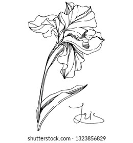 Vector Iris floral botanical flower. Wild spring leaf wildflower isolated. Black and white engraved ink art. Isolated iris illustration element on white background.