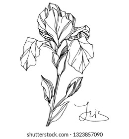 Vector Iris floral botanical flower. Wild spring leaf wildflower isolated. Black and white engraved ink art. Isolated iris illustration element on white background.