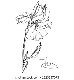 Vector Iris floral botanical flower. Wild spring leaf wildflower isolated. Black and white engraved ink art. Isolated iris illustration element on white background.