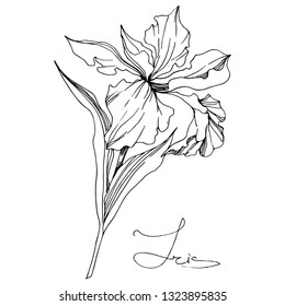 Vector Iris floral botanical flower. Wild spring leaf wildflower isolated. Black and white engraved ink art. Isolated iris illustration element on white background.