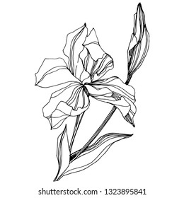 Vector Iris floral botanical flower. Wild spring leaf wildflower isolated. Black and white engraved ink art. Isolated iris illustration element on white background.
