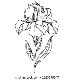 Vector Iris floral botanical flower. Wild spring leaf wildflower isolated. Black and white engraved ink art. Isolated iris illustration element on white background.