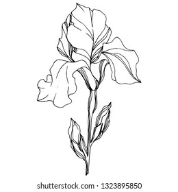 Vector Iris floral botanical flower. Wild spring leaf wildflower isolated. Black and white engraved ink art. Isolated iris illustration element on white background.