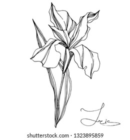Vector Iris floral botanical flower. Wild spring leaf wildflower isolated. Black and white engraved ink art. Isolated iris illustration element on white background.