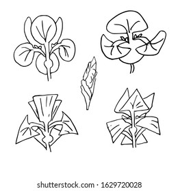 Vector iris floral Botanical flower. Wild spring flower isolated on white background. Stylized flowers for design, cards, invitations, coloring books