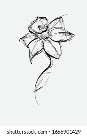 Vector Iris floral botanical flower sketch. Black and white engraved ink art. Isolated iris illustration element.