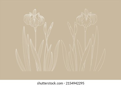 Vector Iris floral botanical flower. Wild spring leaf wildflower isolated. White engraved ink art. Isolated irises illustration element