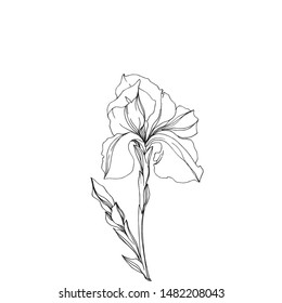 Vector Iris floral botanical flowers. Wild spring leaf wildflower isolated. Black and white engraved ink art. Isolated irises illustration element jn white background.