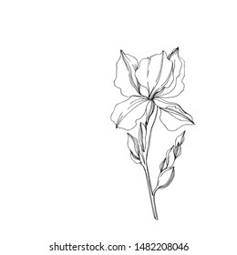 Vector Iris floral botanical flowers. Wild spring leaf wildflower isolated. Black and white engraved ink art. Isolated irises illustration element jn white background.