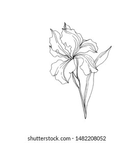 Vector Iris floral botanical flowers. Wild spring leaf wildflower isolated. Black and white engraved ink art. Isolated irises illustration element jn white background.