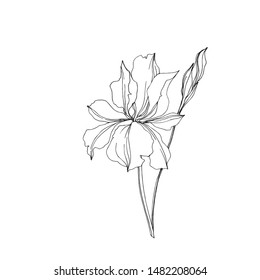 Vector Iris floral botanical flowers. Wild spring leaf wildflower isolated. Black and white engraved ink art. Isolated irises illustration element jn white background.