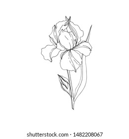 Vector Iris floral botanical flowers. Wild spring leaf wildflower isolated. Black and white engraved ink art. Isolated irises illustration element jn white background.