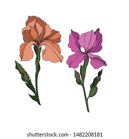 Vector Iris floral botanical flowers. Wild spring leaf wildflower isolated. Black and white engraved ink art. Isolated irises illustration element jn white background.
